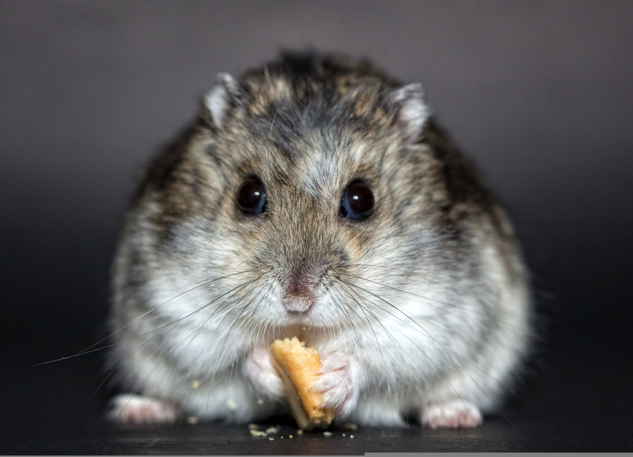 Hantavirus Outbreak Sparks Global Concern — What You Need to Know Now